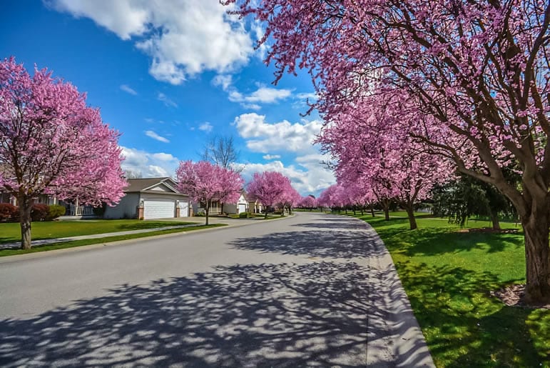 A road that shows a couple of homes. Spring is in the air as it includes cherry blossom trees creating shadows on the road.