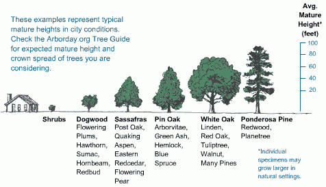 Tree sizing guide by Arbor Day Foundation